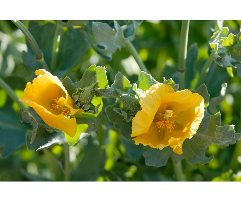Yellow Hornpoppy